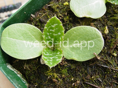 milkthistle, blessed